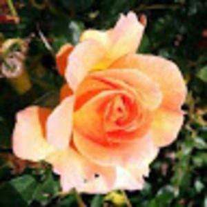 Meet your Posher, Emilia